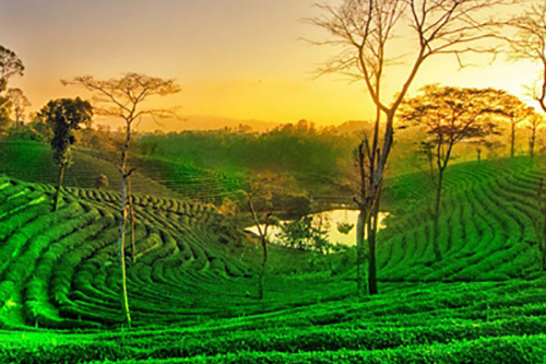 Assam